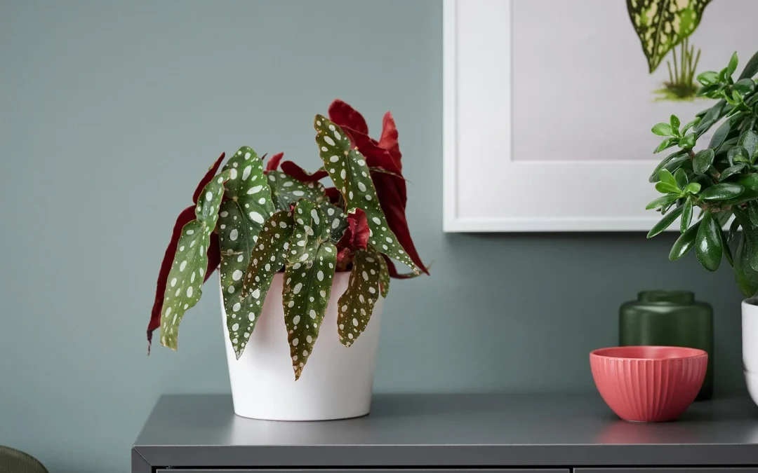 گیاه بگونیا خالدار