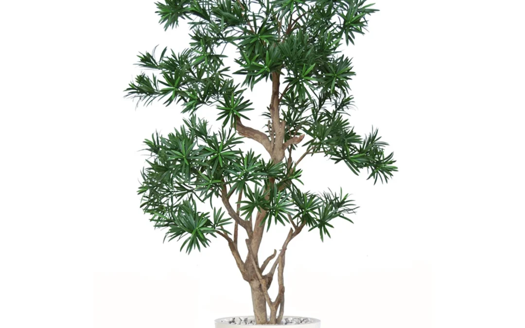 درختچه کاج مطبق