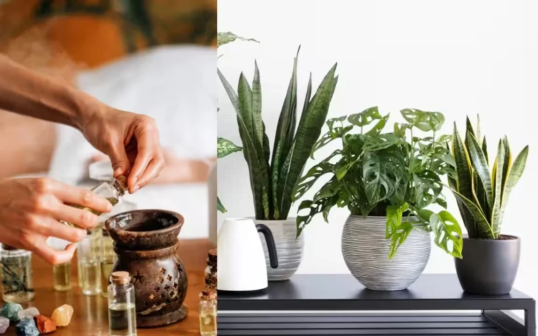 نگهداری از گل های آپارتمانی