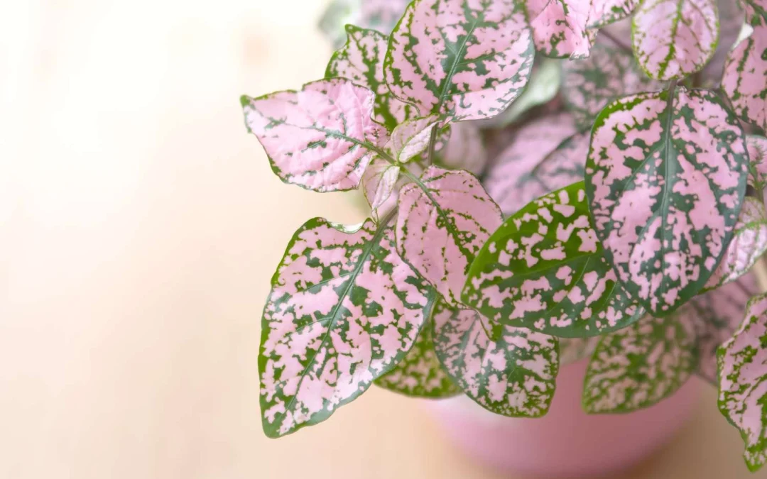 گل صورتی آپارتمانی