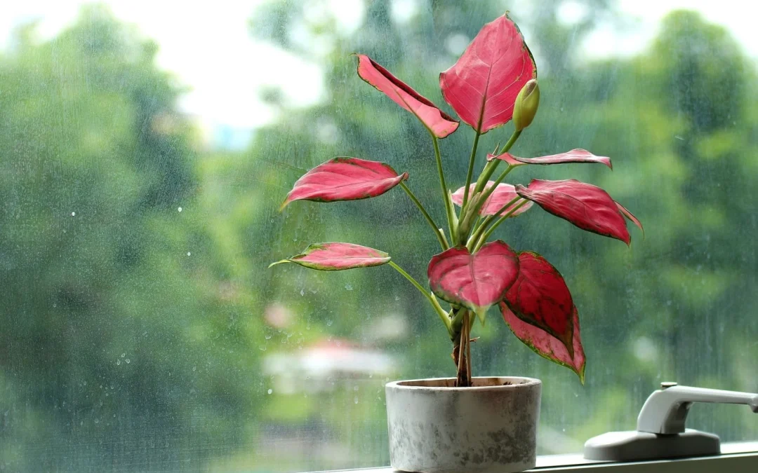 گل قرمز آپارتمانی