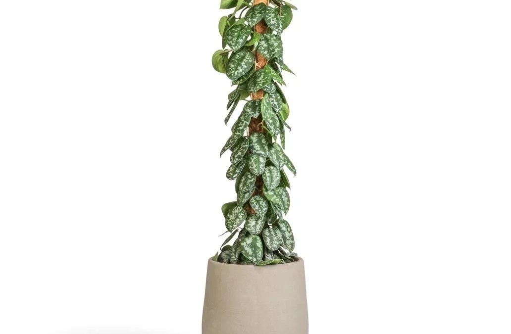 گیاه پتوس ساتین