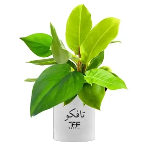 گل طبیعی فیلودندرون تافکو مدل سبز کد 2x