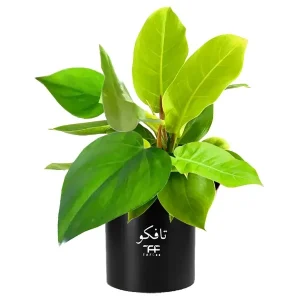 گل طبیعی فیلودندرون تافکو کد 2x