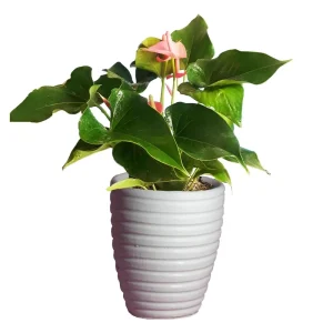 گیاه طبیعی آنتوریوم کد AS-23-3
