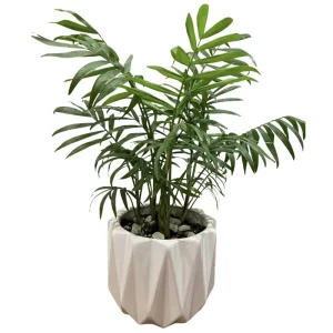 گل طبیعی نخل شامادورا کد 432SH