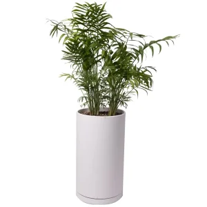 گیاه طبیعی نخل شامادورا کد 11023/2212