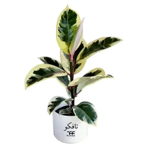 گیاه طبیعی فیکوس ابلغ تافکو کد 2x