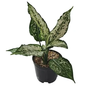 گیاه طبیعی آگلونما کد 001