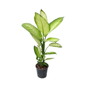 گیاه طبیعی دیفن کاملیا مدل 003