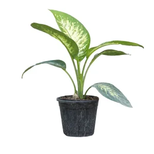 گیاه طبیعی دیفن باخیا کد 01
