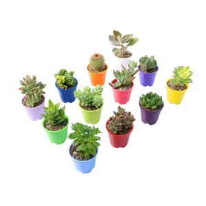 گیاه طبیعی کاکتوس و ساکولنت آیدین کاکتوس کد CB-059 بسته 12 عددی